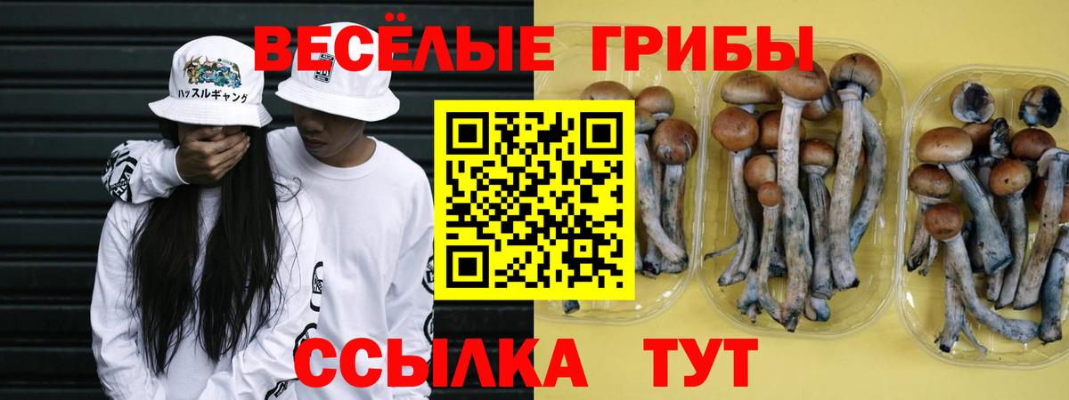 Туапсе  где найти   Вход с VPN  Псилоцибиновые грибы Psilocybe 